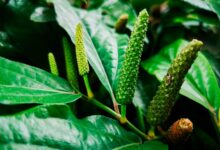 5 فوائد الجابوراندي jaborandi – ما هو  وما هي خصائصة 5 فوائد الجابوراندي jaborandi – ما هو  وما هي خصائصة