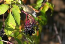 فوائد البلسان : ما هو وما الآثار الجانبية الخاصة بة فوائد البلسان : ما هو وما الآثار الجانبية الخاصة بة