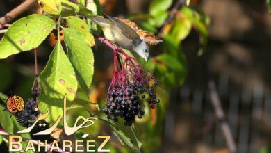 فوائد البلسان : ما هو  وما الآثار الجانبية الخاصة بة فوائد البلسان : ما هو  وما الآثار الجانبية الخاصة بة