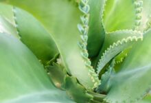 أهم فوائد نبات الساياو Saião وما الغرض منه وكيفية استخدامه أهم فوائد نبات الساياو Saião وما الغرض منه وكيفية استخدامه