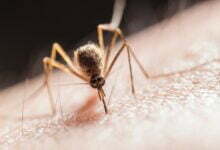 افضل طارد طبيعي للبعوض – أفضل 12 محلول محلي الصنع لطرد الحشرت الطائرة افضل طارد طبيعي للبعوض – أفضل 12 محلول محلي الصنع لطرد الحشرت الطائرة