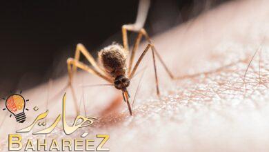 افضل طارد طبيعي للبعوض – أفضل 12 محلول محلي الصنع لطرد الحشرت الطائرة افضل طارد طبيعي للبعوض – أفضل 12 محلول محلي الصنع لطرد الحشرت الطائرة