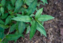 عشب الحيوان – ما هو وما الغرض منه وكيفية استخدامه عشب الحيوان – ما هو وما الغرض منه وكيفية استخدامه