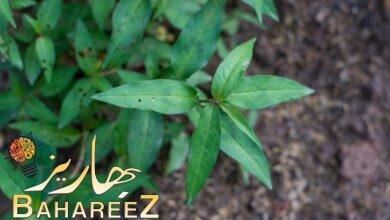 عشب الحيوان – ما هو وما الغرض منه وكيفية استخدامه عشب الحيوان – ما هو وما الغرض منه وكيفية استخدامه