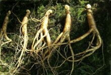 هل الجنسنج مفيد للذاكرة؟ اهم فوائد للجنسنج 2022 هل الجنسنج مفيد للذاكرة؟ اهم فوائد للجنسنج 2022