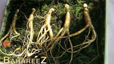 هل الجنسنج مفيد للذاكرة؟ اهم فوائد للجنسنج 2022 هل الجنسنج مفيد للذاكرة؟ اهم فوائد للجنسنج 2022