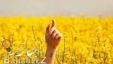 كيفية الوصول إلى صورك الحديثة في أي مكان باستخدام My Photo Stream