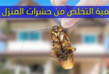 كيفية التخلص من حشرات المنزل ب 10 طرق كيفية التخلص من حشرات المنزل ب 10 طرق