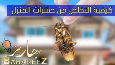 كيفية التخلص من حشرات المنزل ب 10 طرق كيفية التخلص من حشرات المنزل ب 10 طرق