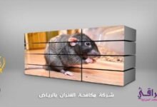 افضل شركة مكافحة فئران بالرياض مع الضمان افضل شركة مكافحة فئران بالرياض مع الضمان