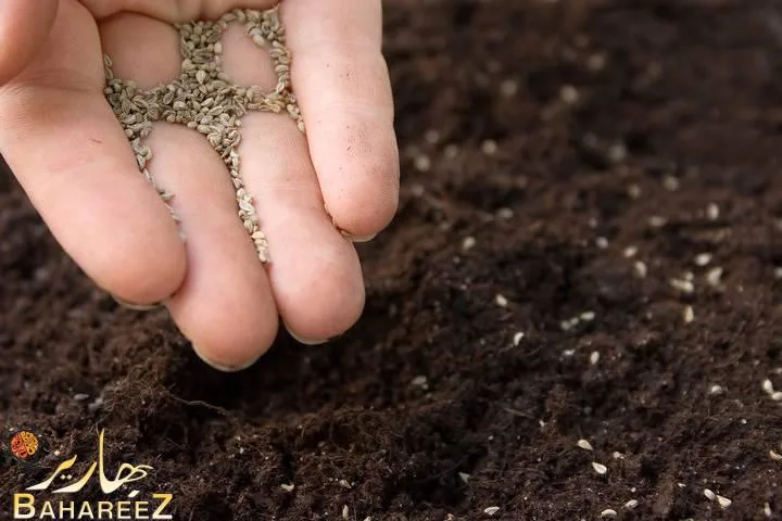 بذور النباتات