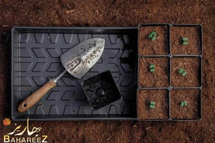 مزيج البذور البادئة