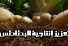 استخدام الأسمدة الغنية بثلاثة معادن أساسية يعزز بشكل كبير من إنتاجية البطاطس استخدام الأسمدة الغنية بثلاثة معادن أساسية يعزز بشكل كبير من إنتاجية البطاطس