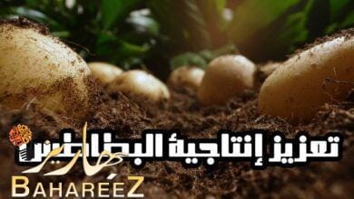 استخدام الأسمدة الغنية بثلاثة معادن أساسية يعزز بشكل كبير من إنتاجية البطاطس استخدام الأسمدة الغنية بثلاثة معادن أساسية يعزز بشكل كبير من إنتاجية البطاطس