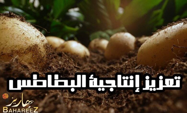 استخدام الأسمدة الغنية بثلاثة معادن أساسية يعزز بشكل كبير من إنتاجية البطاطس استخدام الأسمدة الغنية بثلاثة معادن أساسية يعزز بشكل كبير من إنتاجية البطاطس