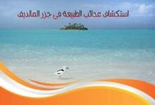 استكشاف عجائب الطبيعة في رحلة إلى جزر المالديف استكشاف عجائب الطبيعة في رحلة إلى جزر المالديف